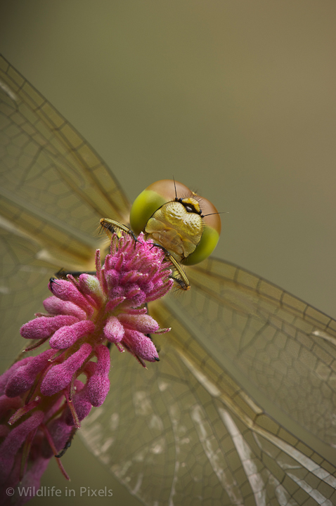 Common Darter Dragonfly