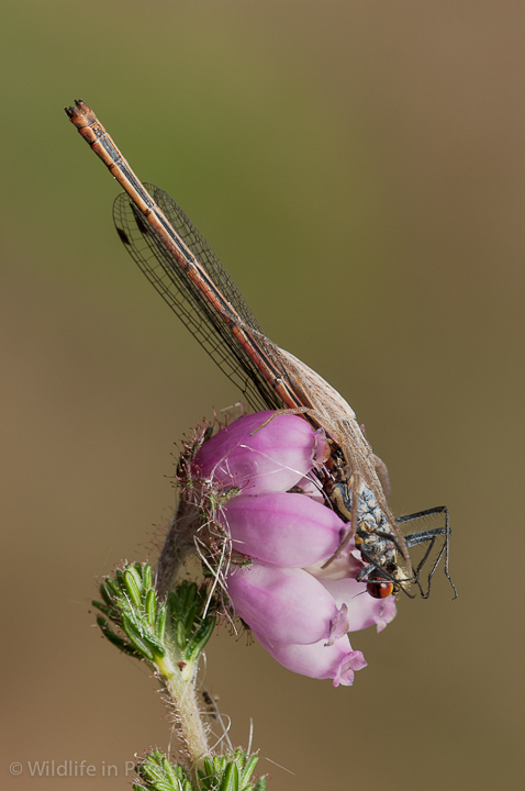 Nursery Web Spider