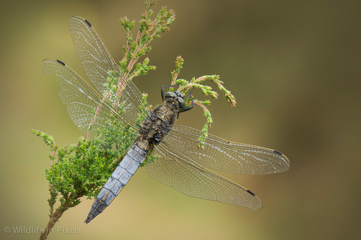 Black-tailed Skimmer Dragonfly