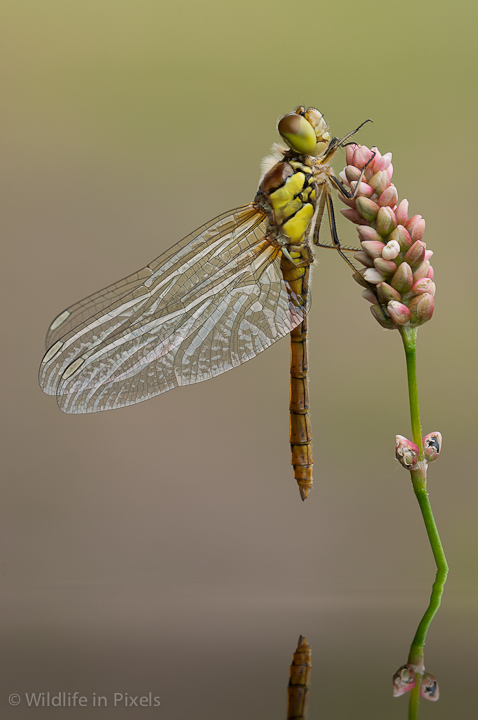 Common Darter Dragonfly
