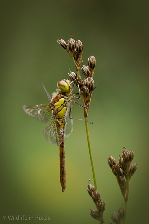 Common Darter Dragonfly