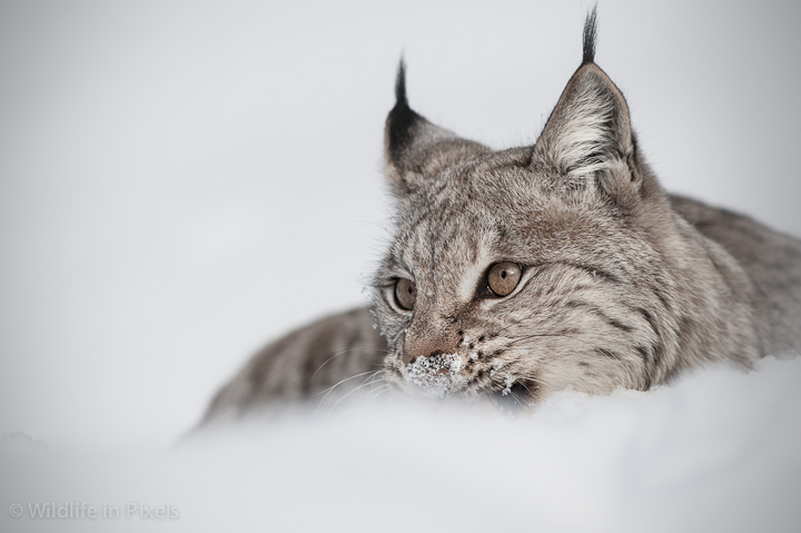 Eurasian Lynx