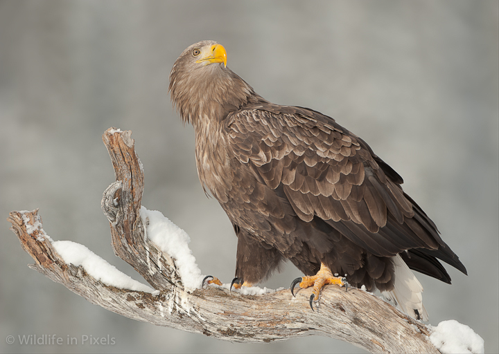 White-tailed Eagle
