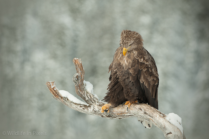 White Tailed Eagle