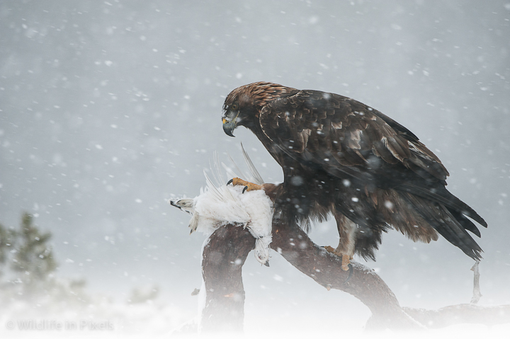 Golden Eagle