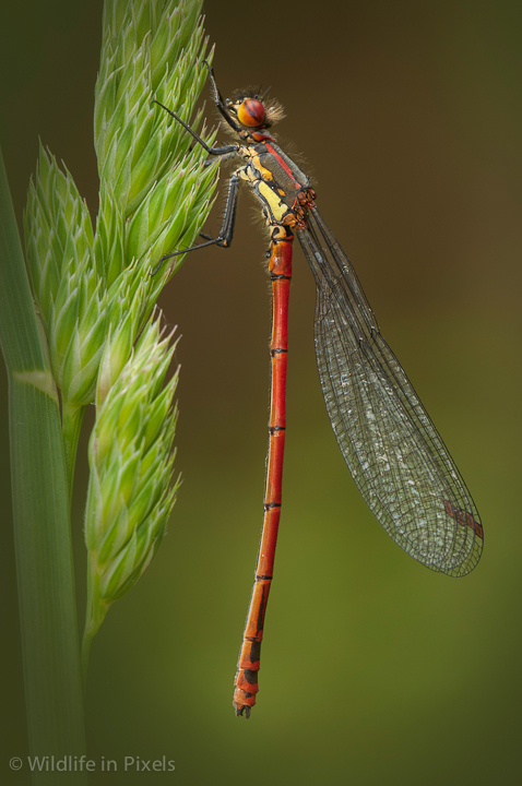Large Red Damselfly