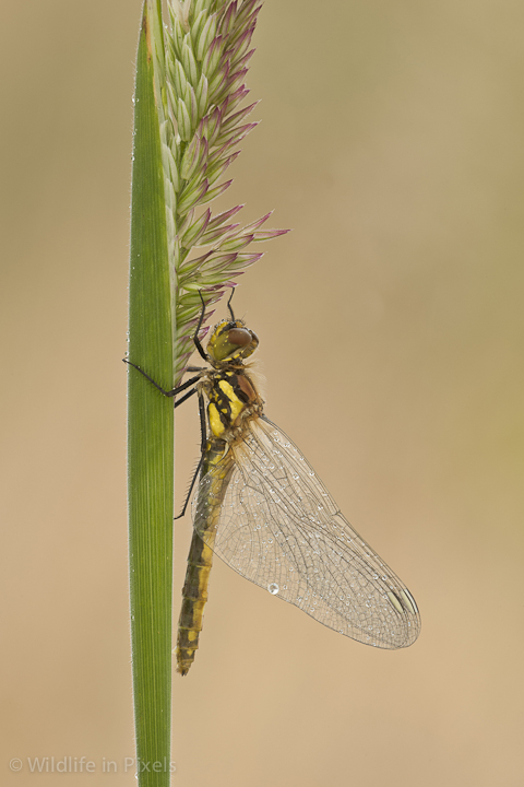 New Dragonfly