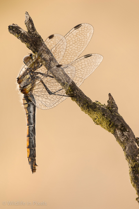 Black Darter Dragonfly
