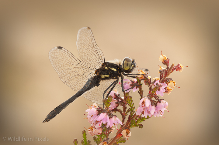 Black Darter dragonfly