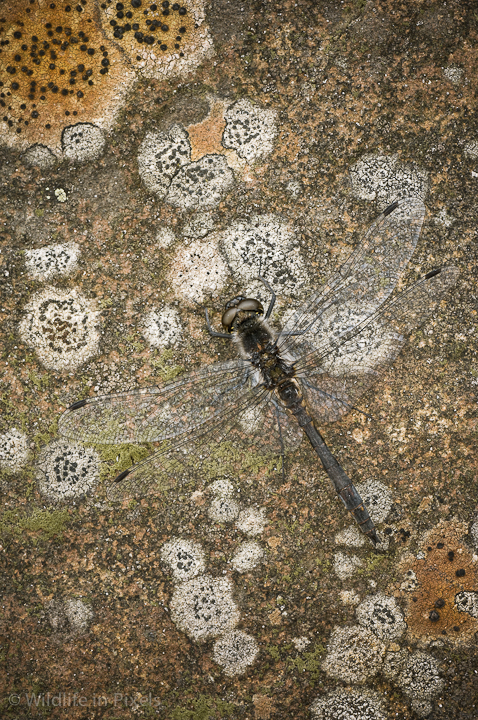 Dragonfly on Rock
