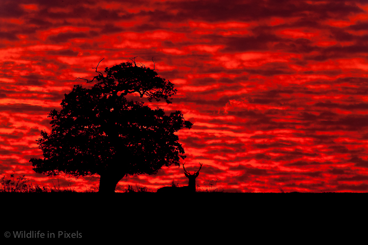Shepherds' Warning