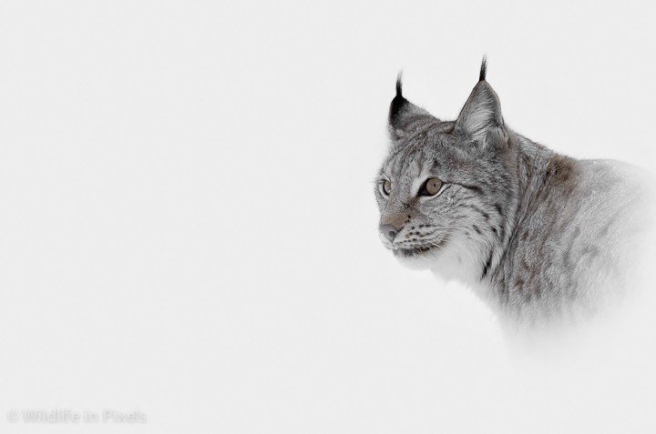 Hi Key Lynx