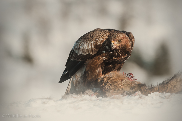 Golden Eagle