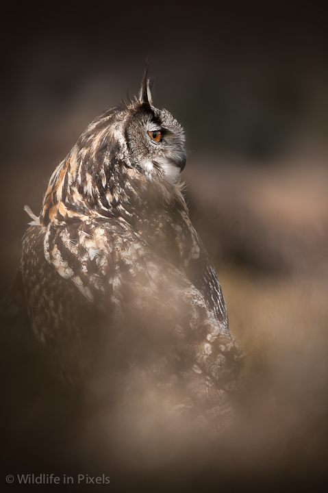 Eagle Owl