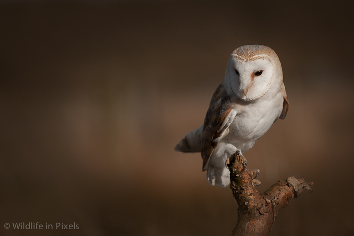 Barn Owl