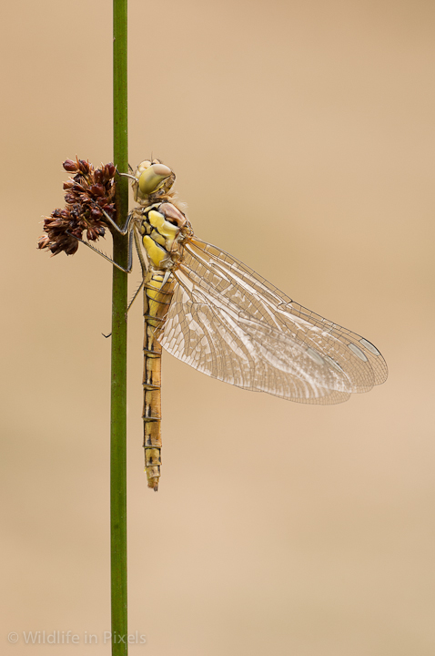 Common Darter Dragonfly