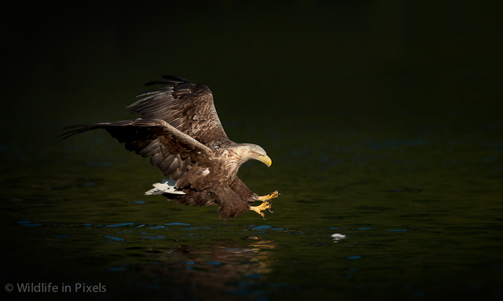 Split Second Timing