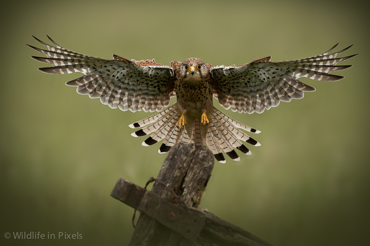 Common Kestrel