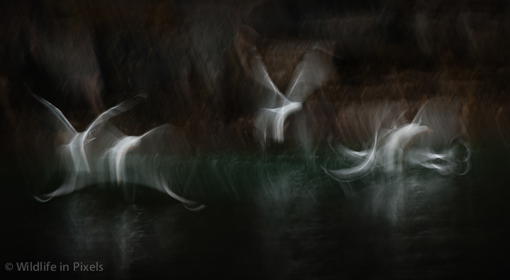 Sea Sprites