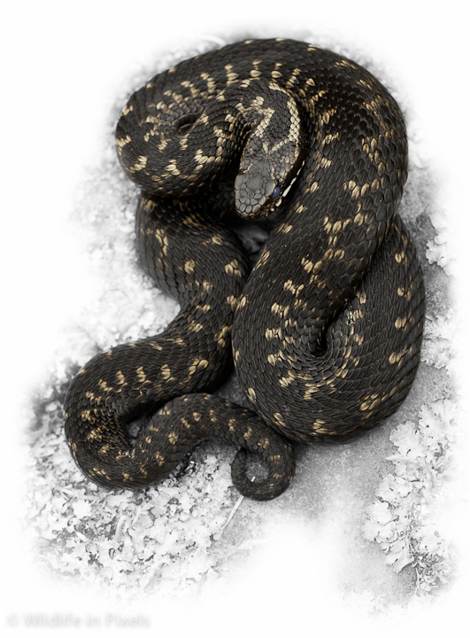 Europea Adder
